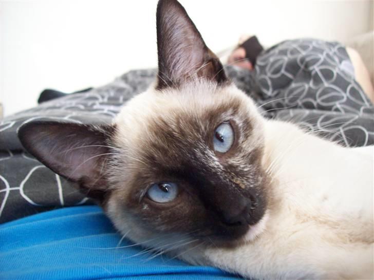 Siameser choko - 23 uger billede 9