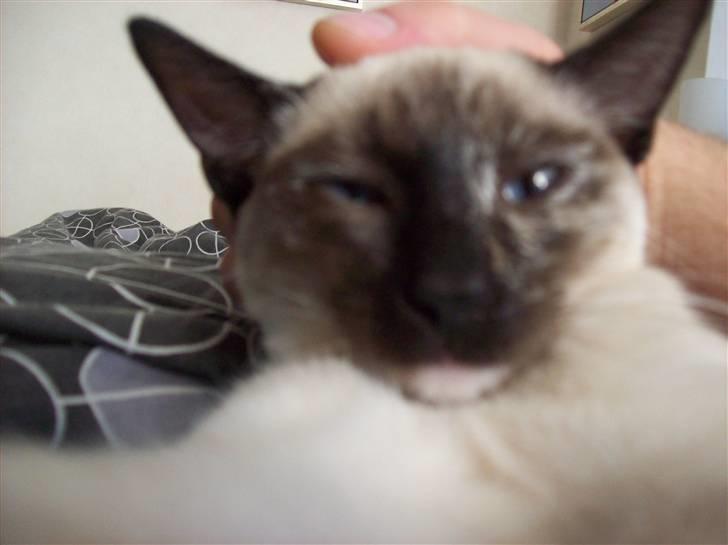 Siameser choko - 23 uger billede 10