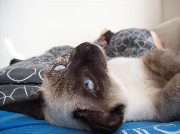 Siameser choko - 23 uger billede 11