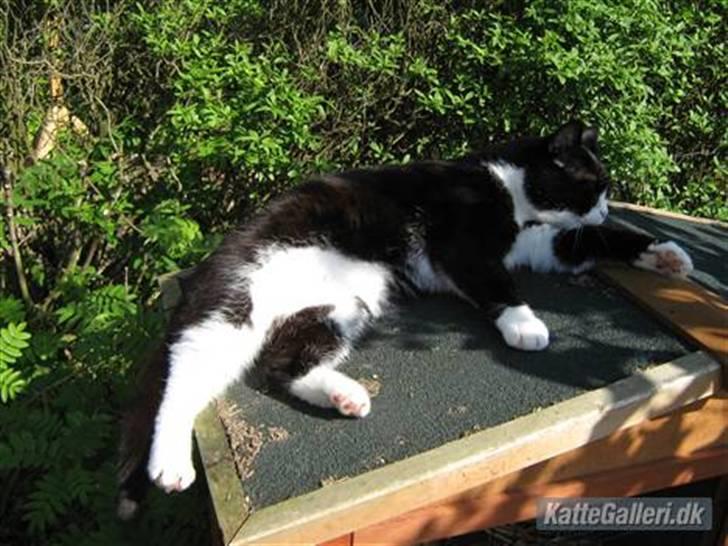 Blanding af racer Thor billede 15