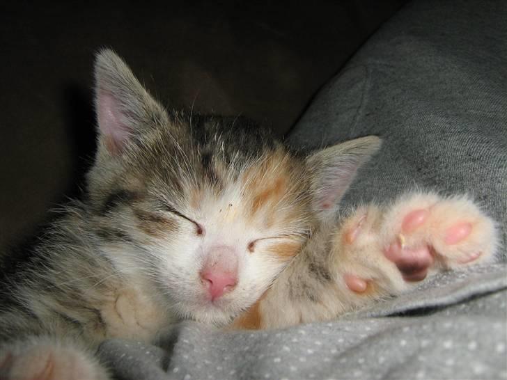 Huskat Cecil billede 12