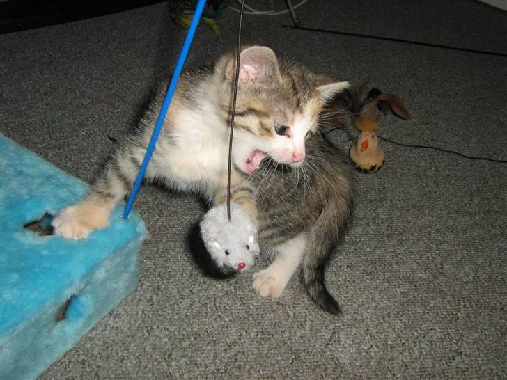 Huskat Cecil billede 13