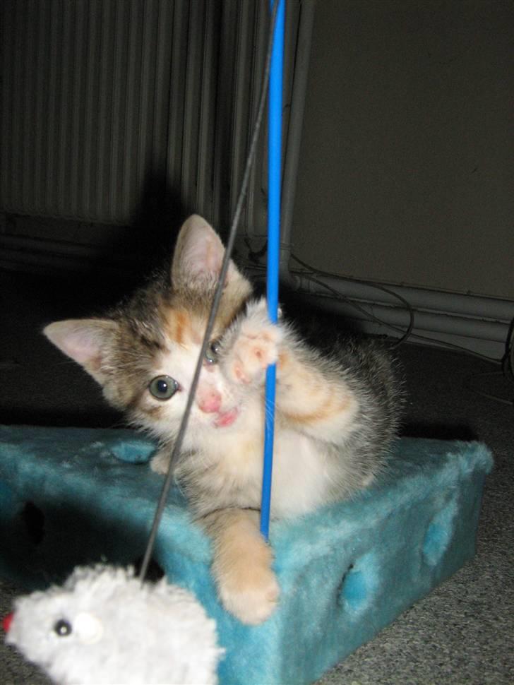 Huskat Cecil billede 14