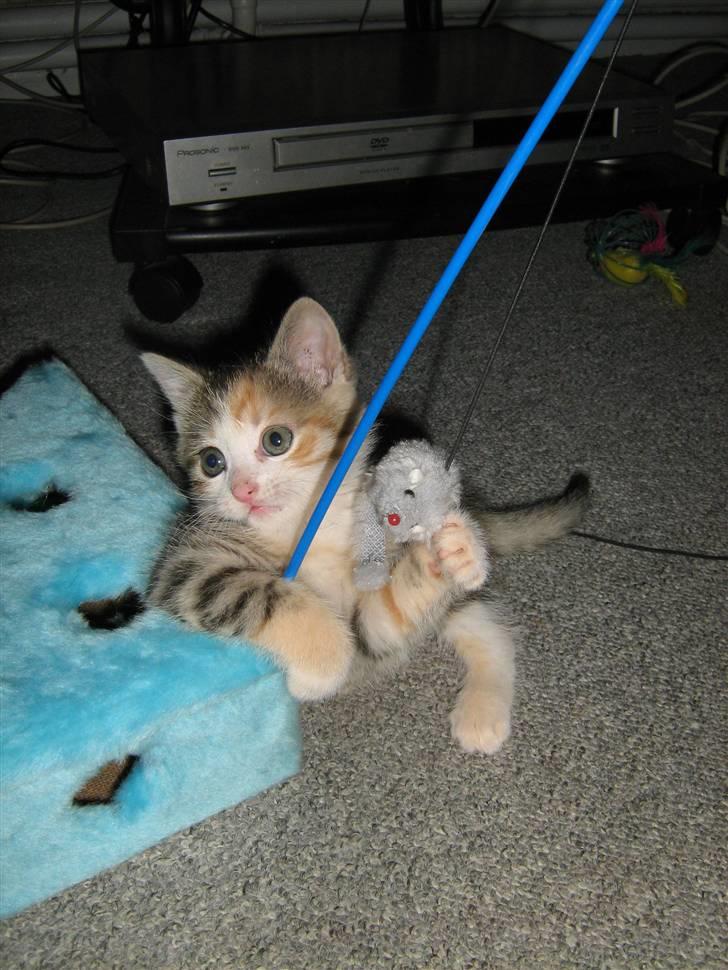 Huskat Cecil billede 15