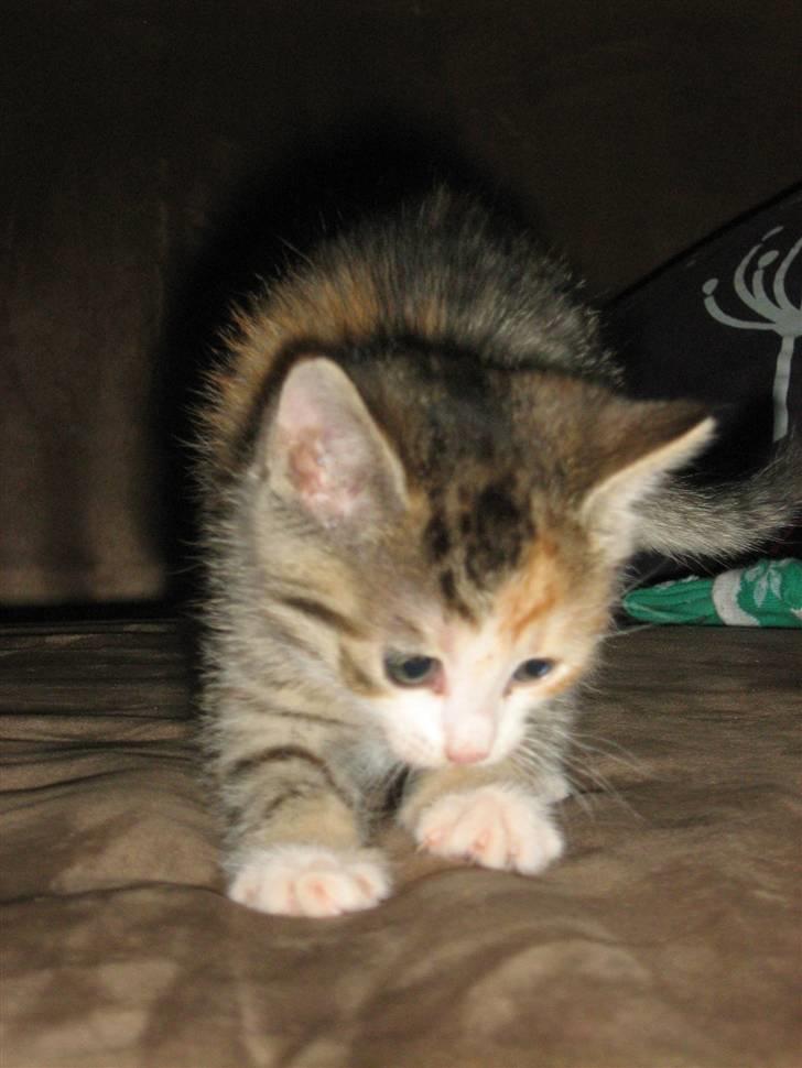 Huskat Cecil billede 16