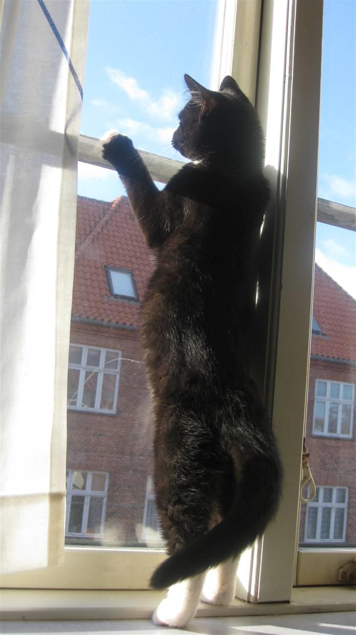 Huskat Tutu billede 16