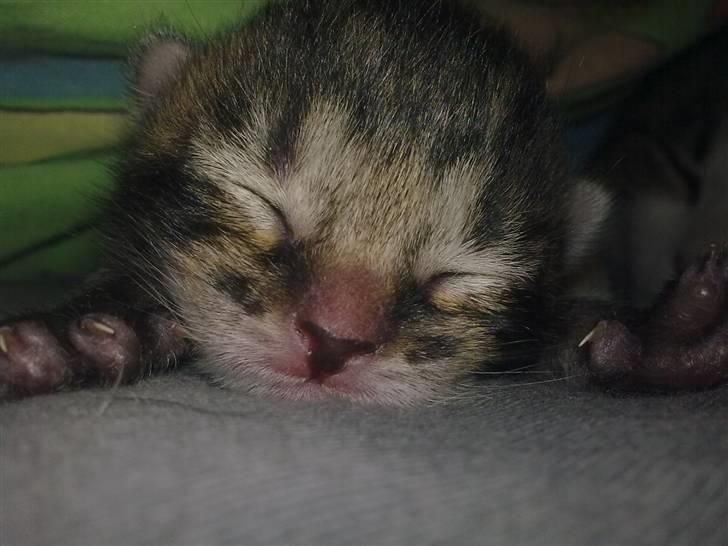 Huskat Bob billede 1