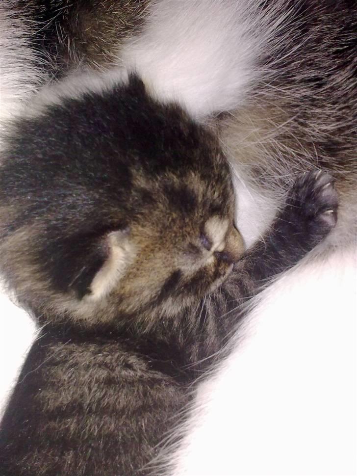 Huskat Bob billede 2