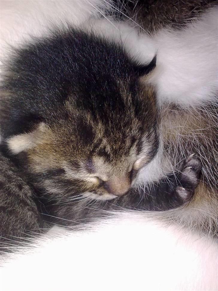 Huskat Bob billede 3