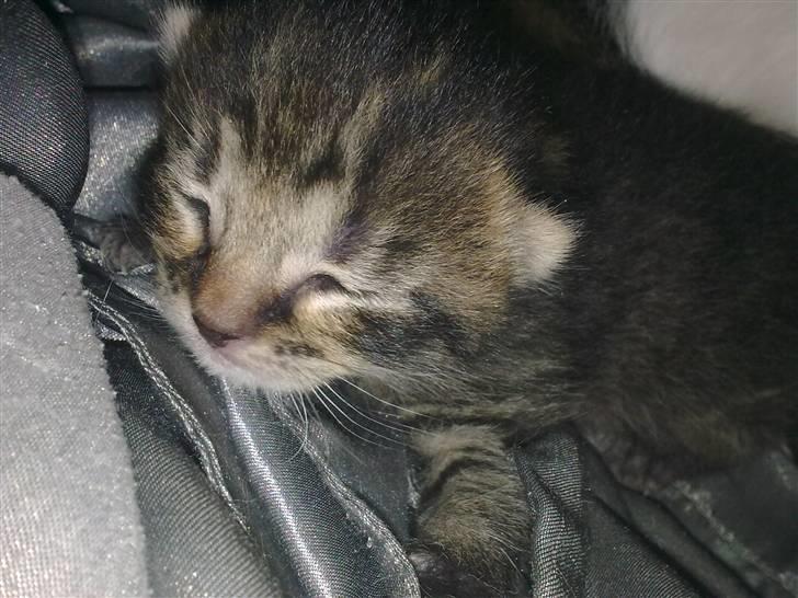 Huskat Bob billede 4