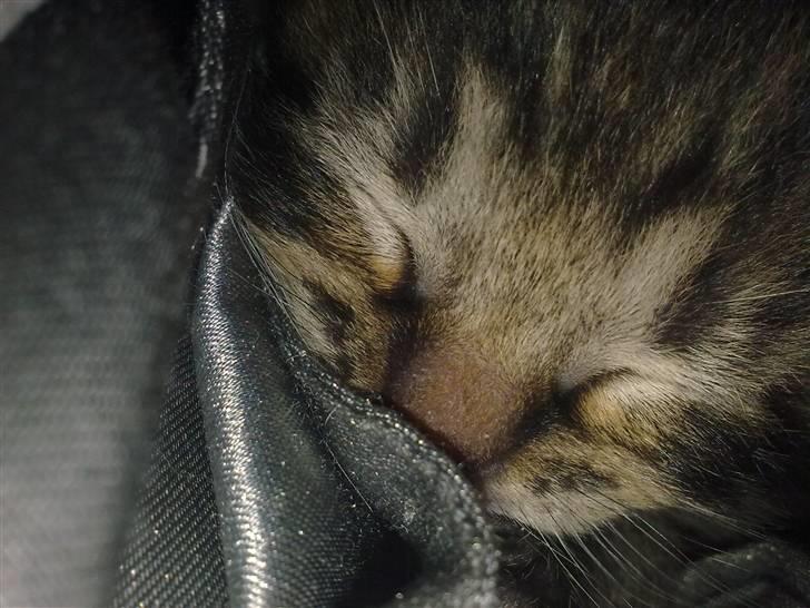 Huskat Bob billede 5