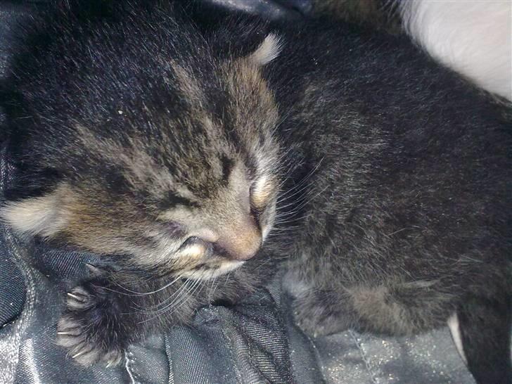 Huskat Bob billede 6