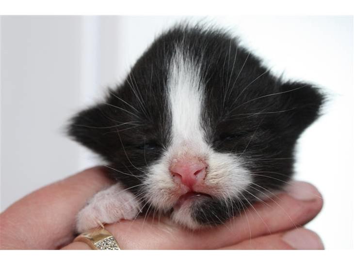 Blanding af racer Tobi R.I.P - Velkommen til Tobi´s profil. * Nu er man ved at få øjne (:  billede 1