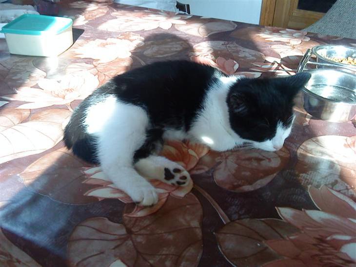 {{currentPhoto.altText}} billede {{currentPhoto.number}}