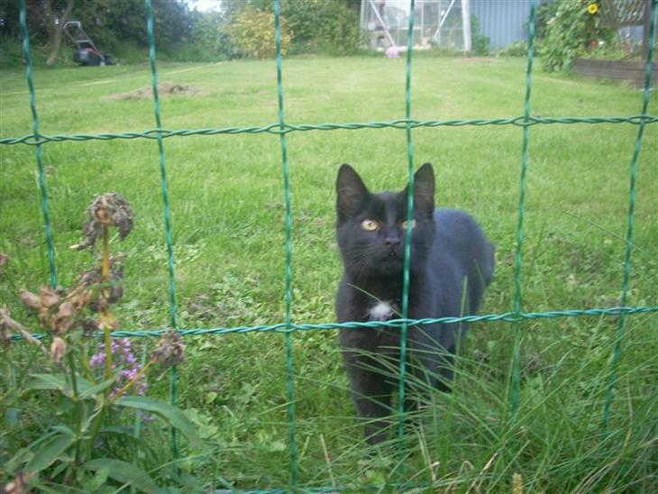 Huskat Black Jack <3 R.I.P. billede 1