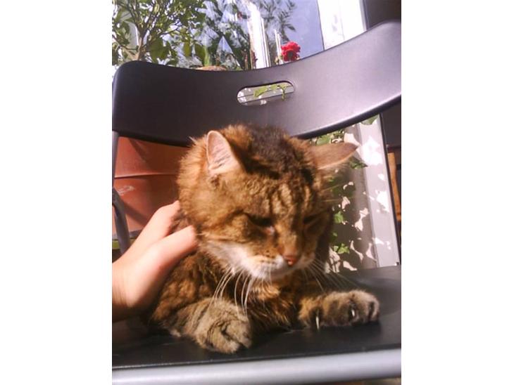 Norsk Skovkat / Huskat Fridolin<3 R.I.P - Velkommen til Frido´s profil <3 læg en bedømmelse & en kommentar. billede 1