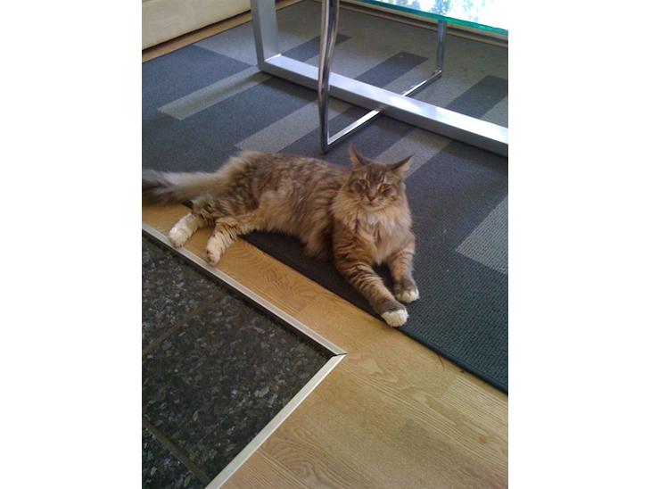 {{currentPhoto.altText}} billede {{currentPhoto.number}}