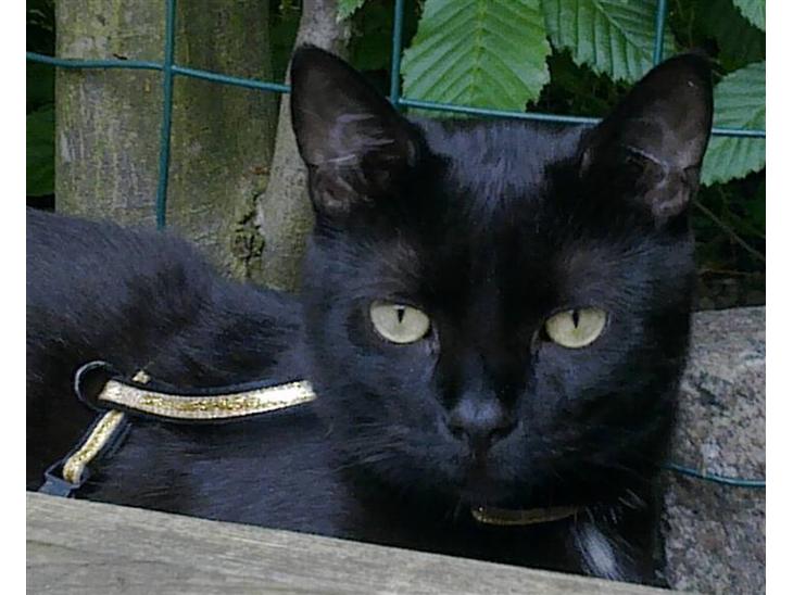 Huskat Viber - Her elsker jeg at sove....Mijiawww... billede 1