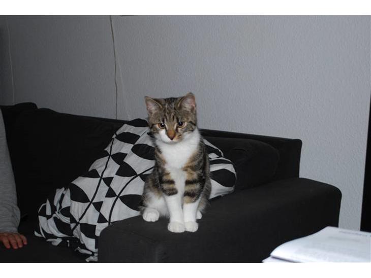 {{currentPhoto.altText}} billede {{currentPhoto.number}}