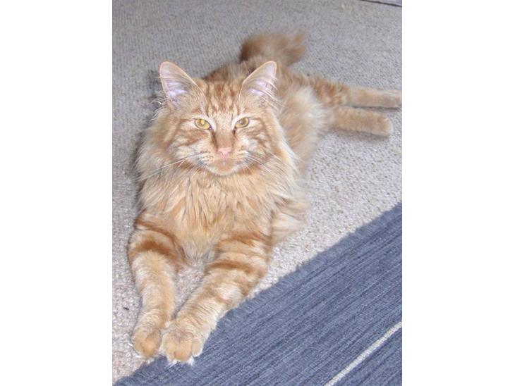 {{currentPhoto.altText}} billede {{currentPhoto.number}}