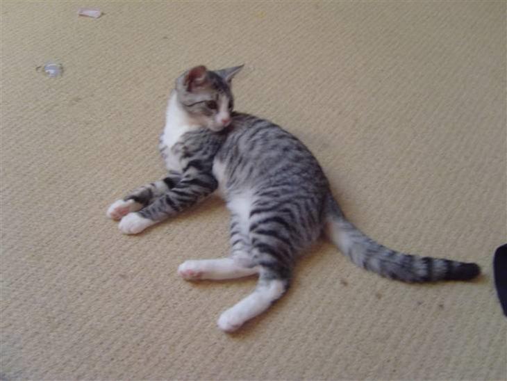 {{currentPhoto.altText}} billede {{currentPhoto.number}}