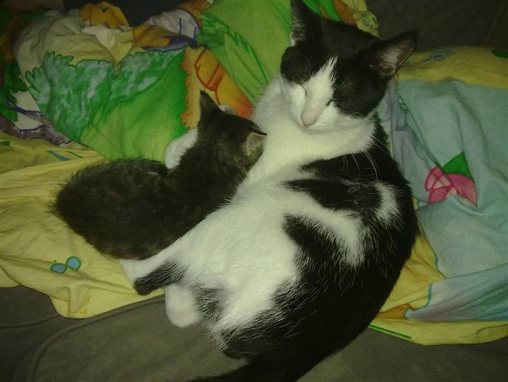 {{currentPhoto.altText}} billede {{currentPhoto.number}}