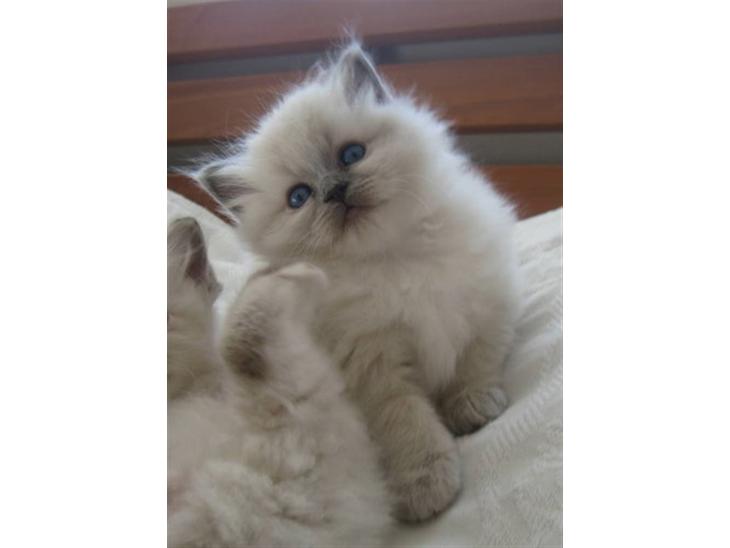 Hellig Birma Chicabee Miss Muffin billede 1