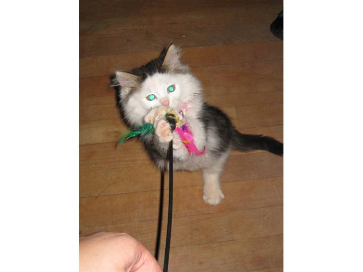 Maine Coon mozart billede 1