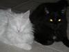 Maine Coon pelle