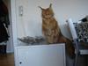 Maine Coon Bodhi Folmer