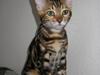 Bengal Inara