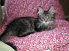 Maine Coon Medina