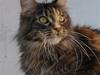 Maine Coon Rovdyret´s Jamilia