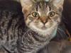 Huskat Bese [Tidl. kat]