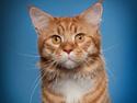 Maine Coon DK Coon Breeders Garfield