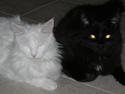 Maine Coon pelle