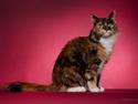 Maine Coon DK Bæklund's Issa