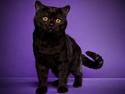 British Shorthair DK Kjätta's Prins Erik