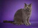 British Shorthair DK Heikina Floor