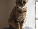 Bengal DK Trollspotting Vela