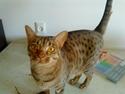 Ocicat Camena