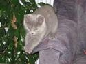 Huskat ¨˜°º•¤SHAYA¤•º°˜¨