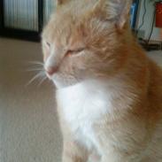 Blanding af racer Mikki