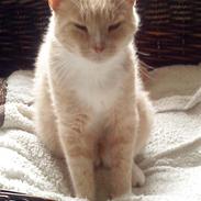 Blanding af racer Mikki