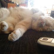 Blanding af racer Mikki