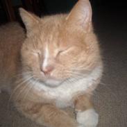 Blanding af racer Mikki