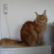 Maine Coon Bodhi Folmer