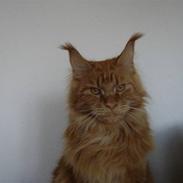 Maine Coon Bodhi Folmer