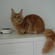 Maine Coon Bodhi Folmer