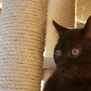 British Shorthair Dior 